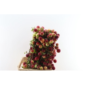 Malustak Rough Dark Red 100cm P Stem