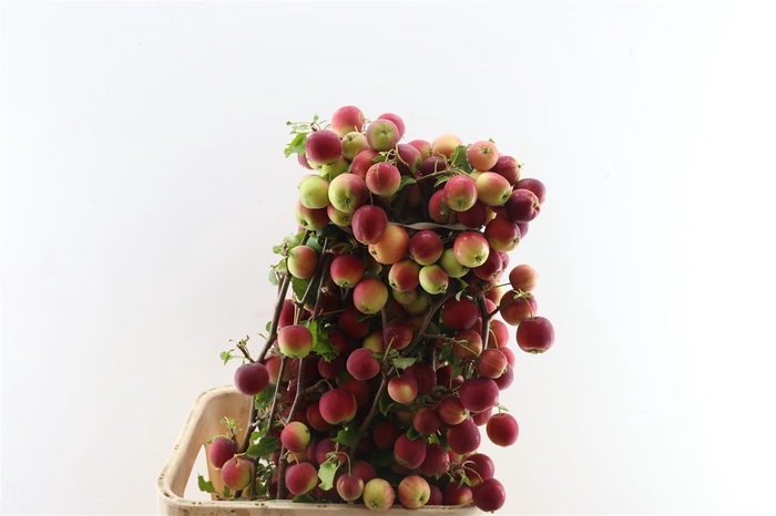 <h4>Malustak Rough Dark Red 80cm P Stem</h4>