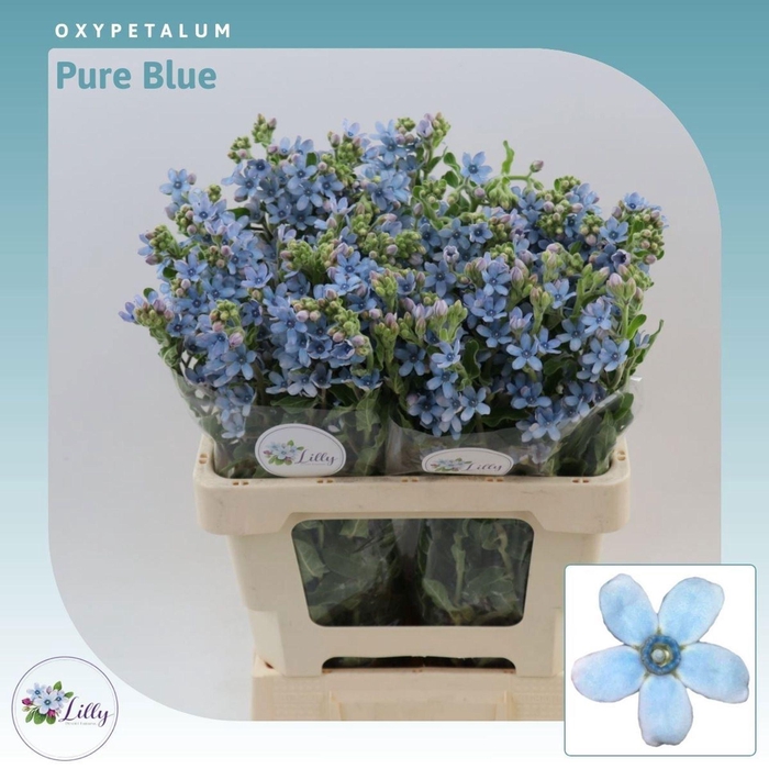 <h4>OXYPETALUM COER.</h4>