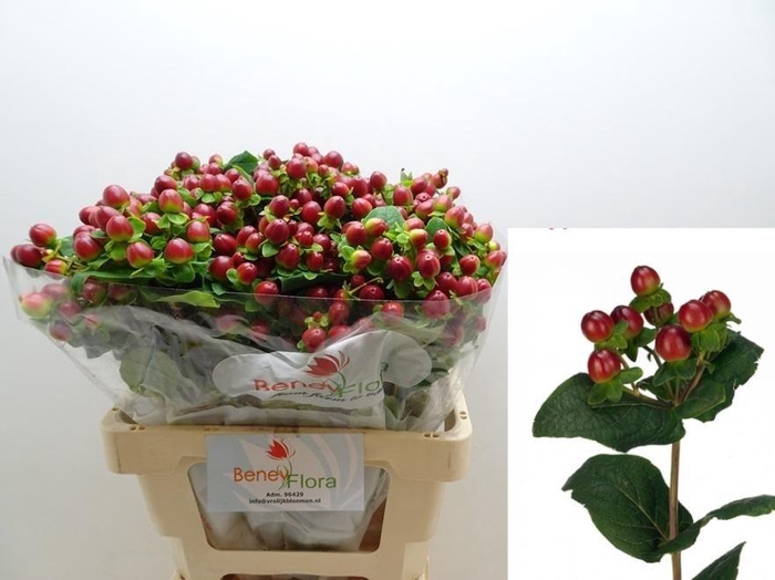 Hypericum Magical Seasons