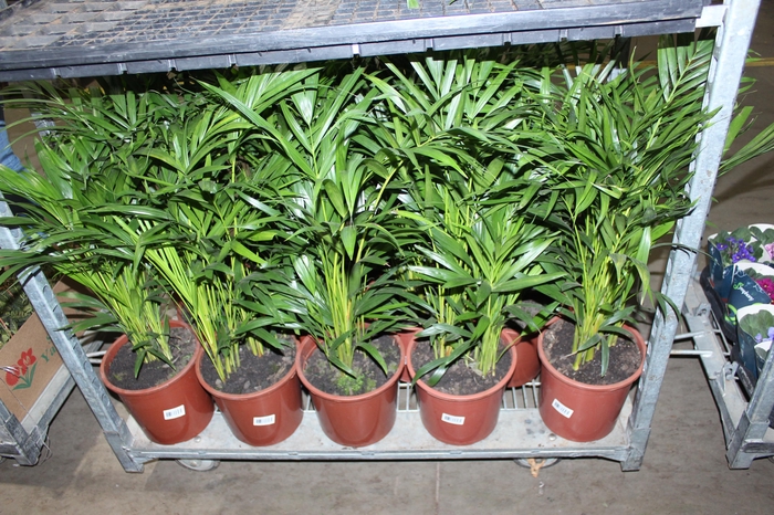 <h4>ARECA BAMBU P24</h4>