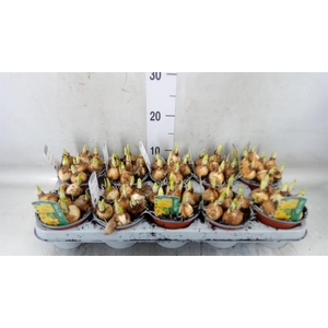 Narcissus  'Tete a tete'