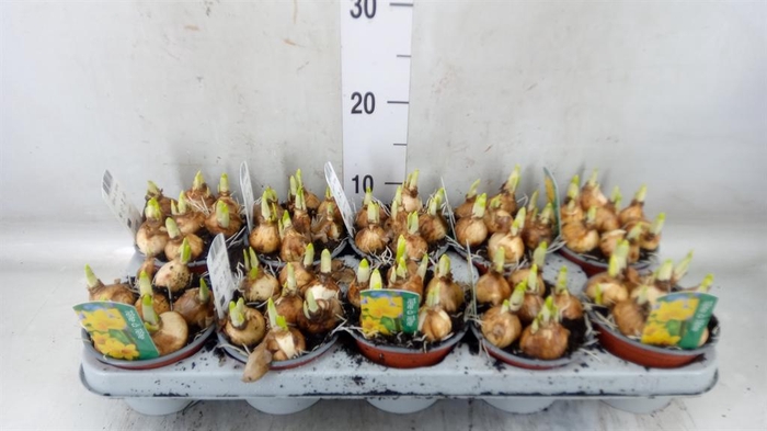 <h4>Narcissus 'Tete a tete'</h4>