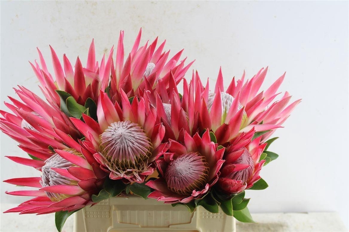 <h4>Protea Cy Madiba</h4>