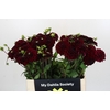 Dahlia Black Fox