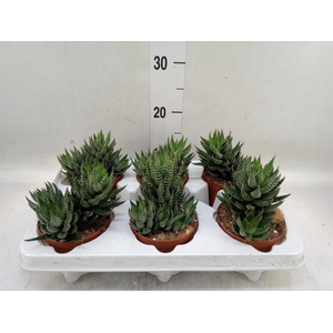 Haworthia   ...