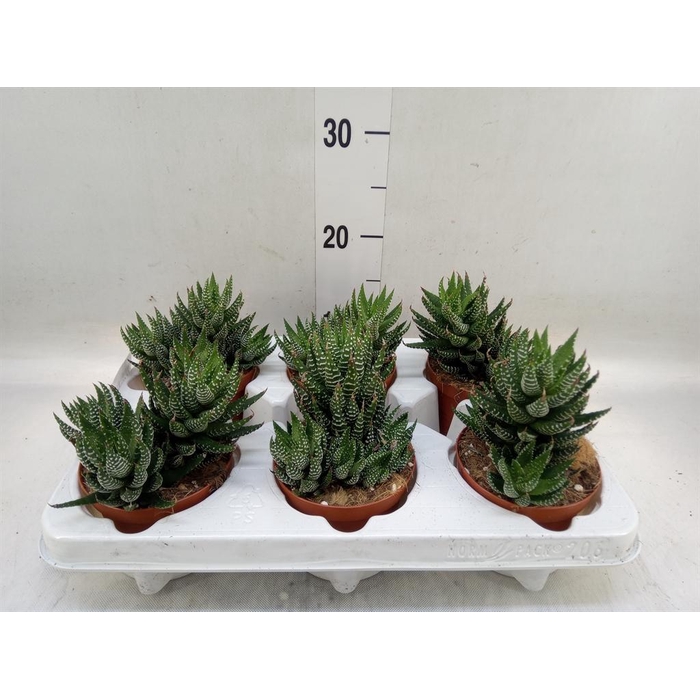 <h4>Haworthia   ...</h4>