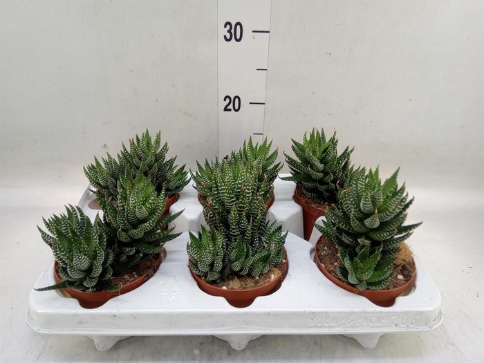<h4>Haworthia   ...</h4>