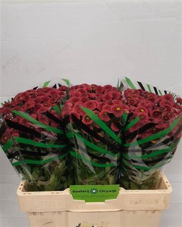 <h4>Chr S Aaa Purpettta Red</h4>