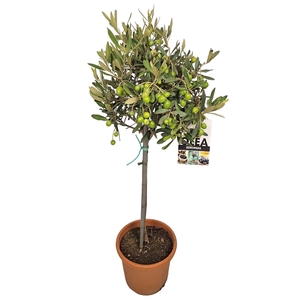 OLEA EUROPAEA