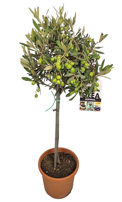 <h4>OLEA EUROPAEA</h4>
