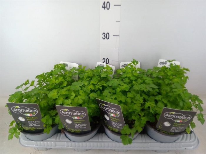 <h4>Tuinkruiden ...</h4>