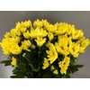 Chrys Sp Yellow (box)