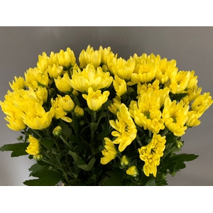 Chrys Sp Radost Yellow Papaianni (box)
