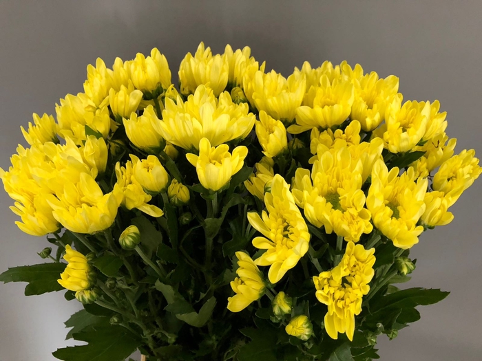 <h4>Chrys Sp Radost Yellow Papaianni (box)</h4>