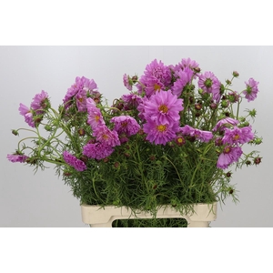 Cosmos Double Pink