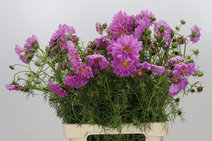 <h4>Cosmos Double Pink</h4>