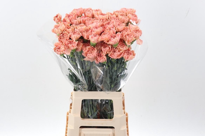 <h4>Di St Saona+</h4>