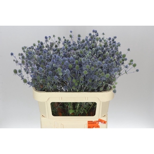Eryngium Pl Blue Glitter