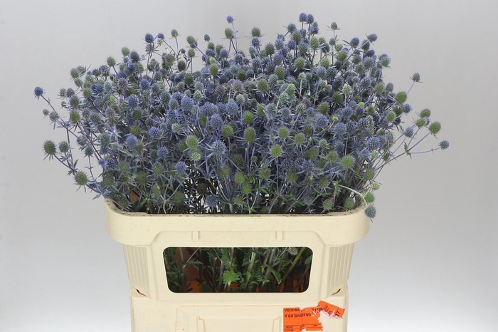 <h4>Eryngium Pl Blue Glitter</h4>
