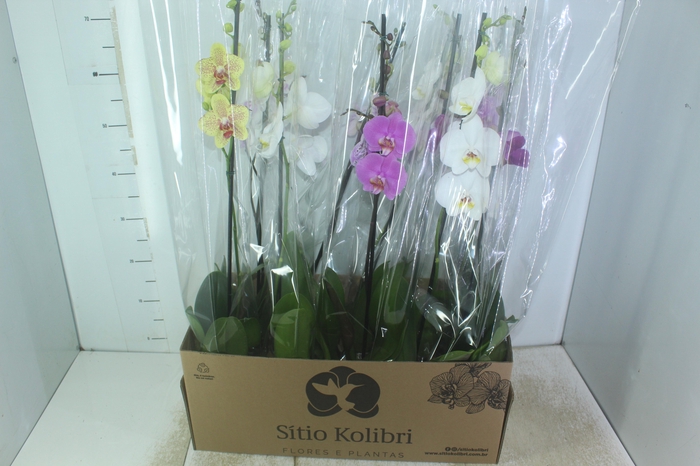 <h4>PHALAENOPSIS MIX P12</h4>