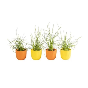 JUNCUS P6 L 65878