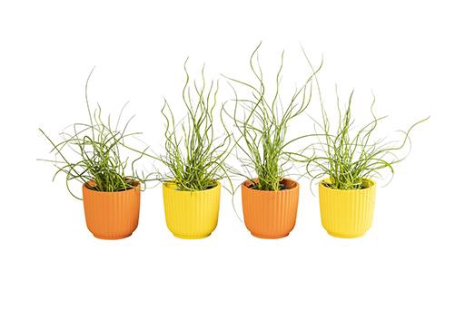 <h4>JUNCUS P6 L 65878</h4>