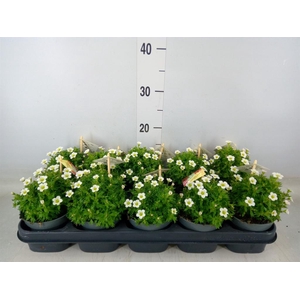 Saxifraga arend. 'Ice Colour Pearl'