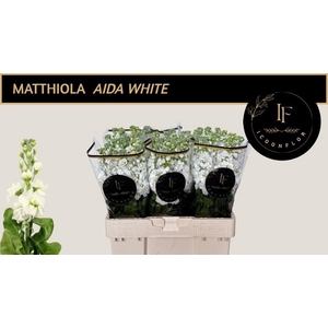 MATTH AIDA WHITE