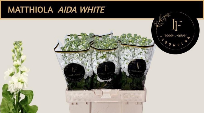 <h4>MATTH AIDA WHITE</h4>