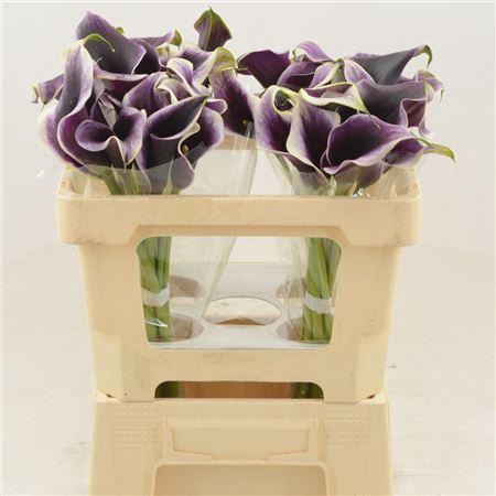 <h4>Calla Dubai Night</h4>