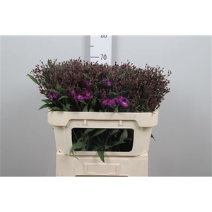 Vernonia C Mammuth
