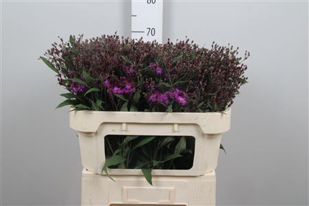<h4>Vernonia C Mammuth</h4>