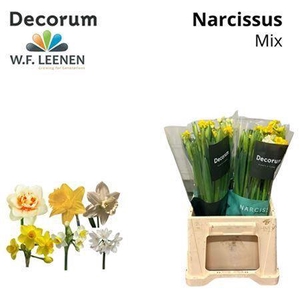 Narcis Mix
