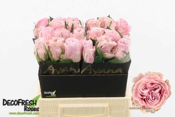 <h4>R Gr Addicted 2 Love</h4>