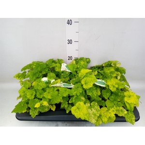 Tolmiea menziesii   ...variegated