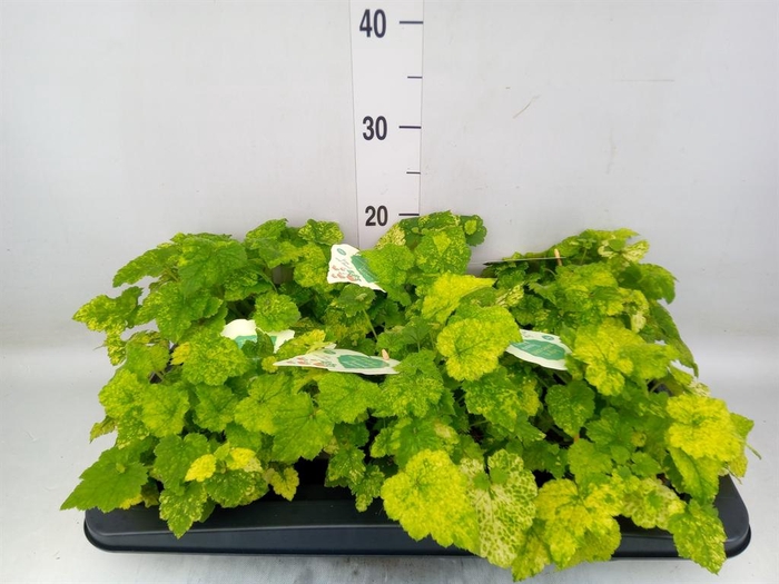 <h4>Tolmiea menziesii   ...variegated</h4>