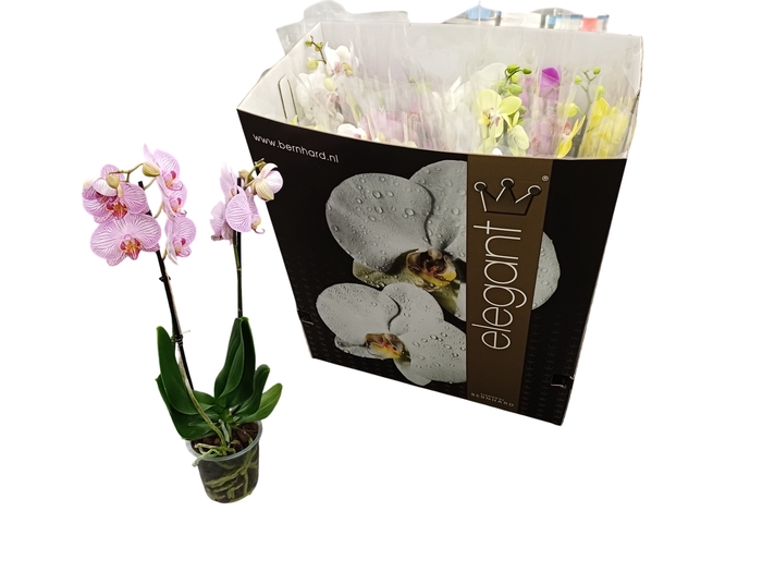 <h4>PHAL GEM 8 KL</h4>