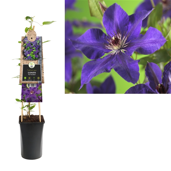 <h4>Clematis 'The President' +3.0 label</h4>