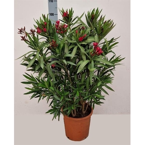Nerium Oleander 27Ø 100cm