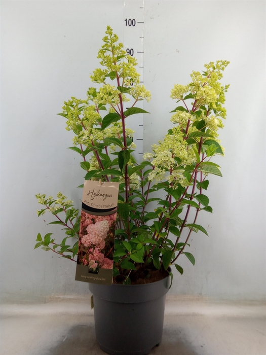 <h4>Hydrangea pan. 'Sundae Fraise'</h4>