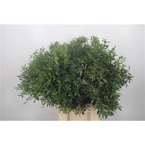 Pistache Select Per Bunch