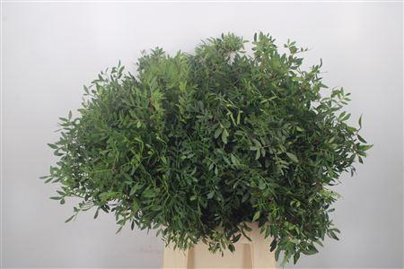 <h4>Pistache Select Per Bunch</h4>