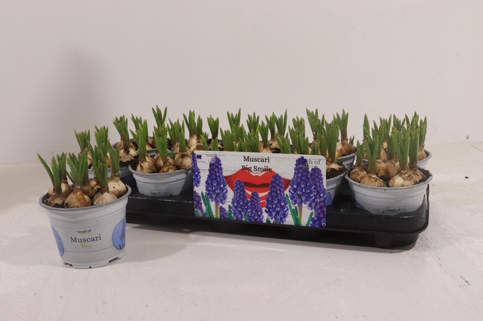 <h4>MUSCAR BIG SMILE</h4>