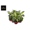 Aglaonema Lemon Mint