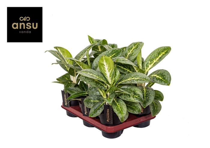 <h4>Aglaonema Lemon Mint</h4>