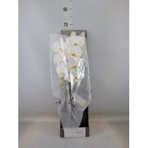 Phalaenopsis   ...white