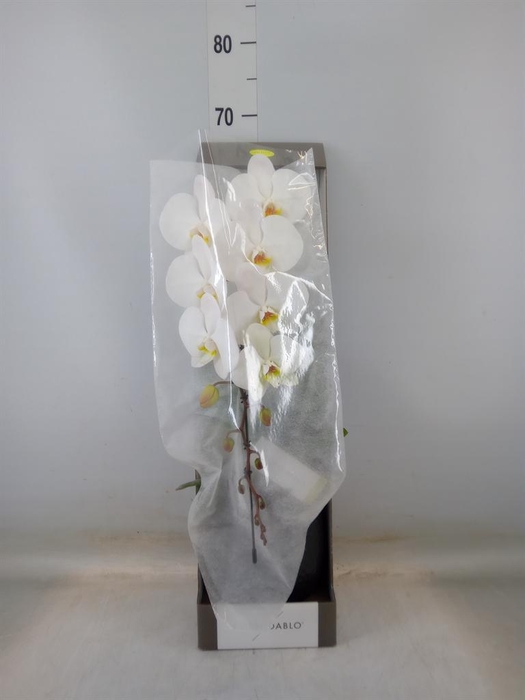 <h4>Phalaenopsis   ...white</h4>