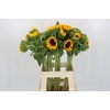 Helianthus Orange Fire