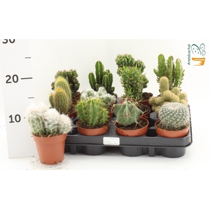 CACTUS GEM